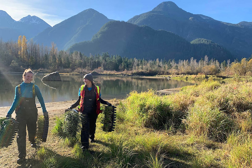 The Fraser Valley Watersheds Coalition planted 3,600 native species plants along the edges of Starrett Pond at the Tom Berry Gravel Pit site. It’s part of a multi-year restoration project focused on connecting waterways in the area to stop salmon from dying there. (Jessica Peters/ Hope Standard)