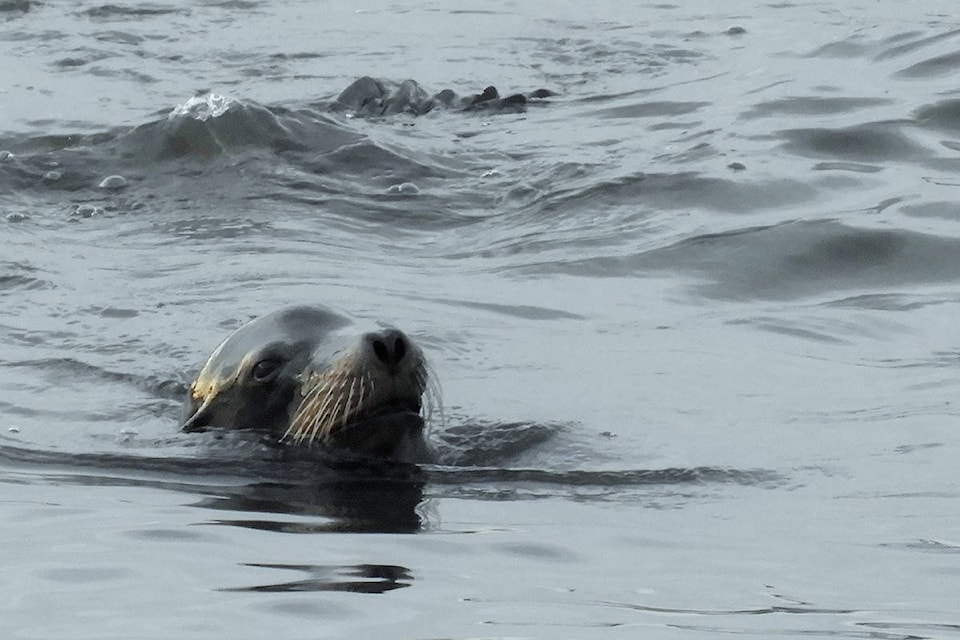 Seals, sea lions and seagulls have had plenty to eat off White Rock’s pier. (Christy Fox photo)