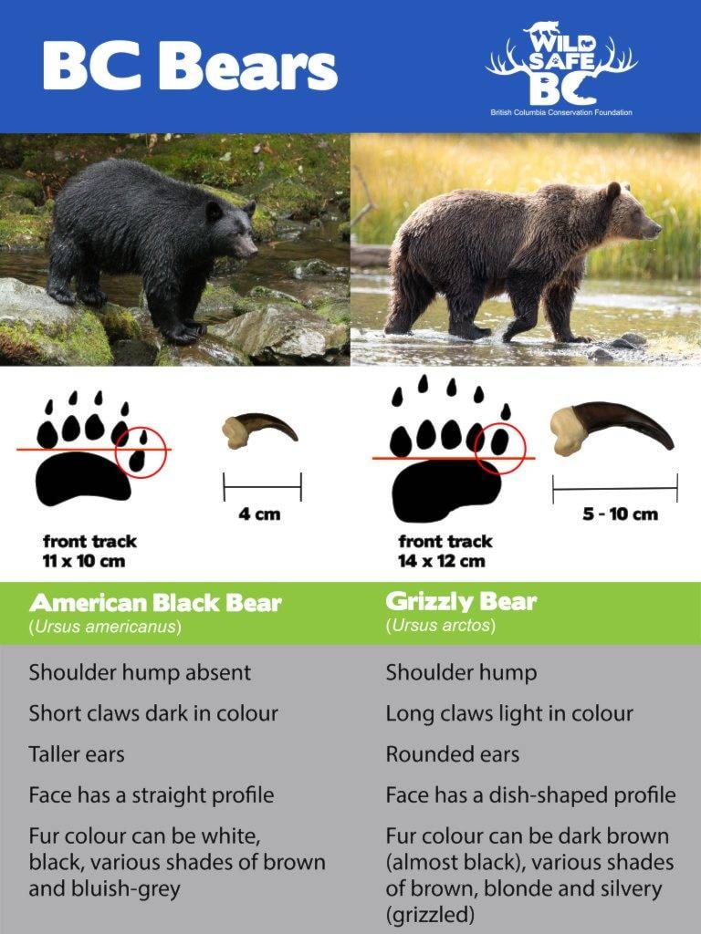 21741449_web1_200611-AHO-BearCallUpdate-beardifferences_1