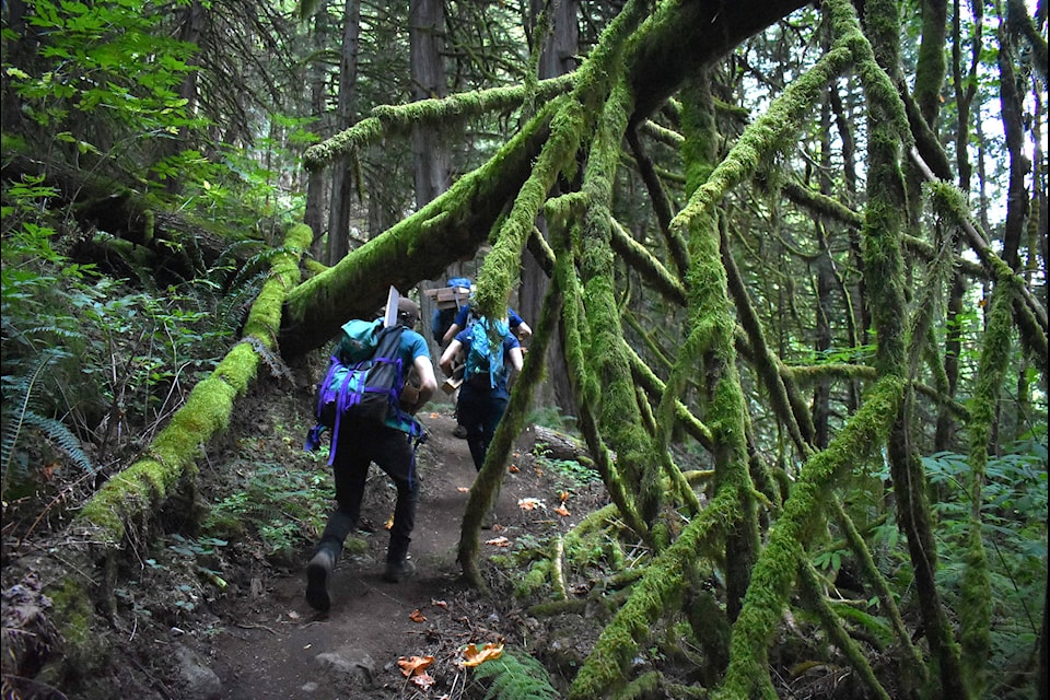 Some elements of the trail which could have been chopped down were purposefully kept, Pearce said, such as this ‘tarantula looking’ tree leaning over the in-construction Dragon’s Back trail. (Emelie Peacock/Hope Standard)