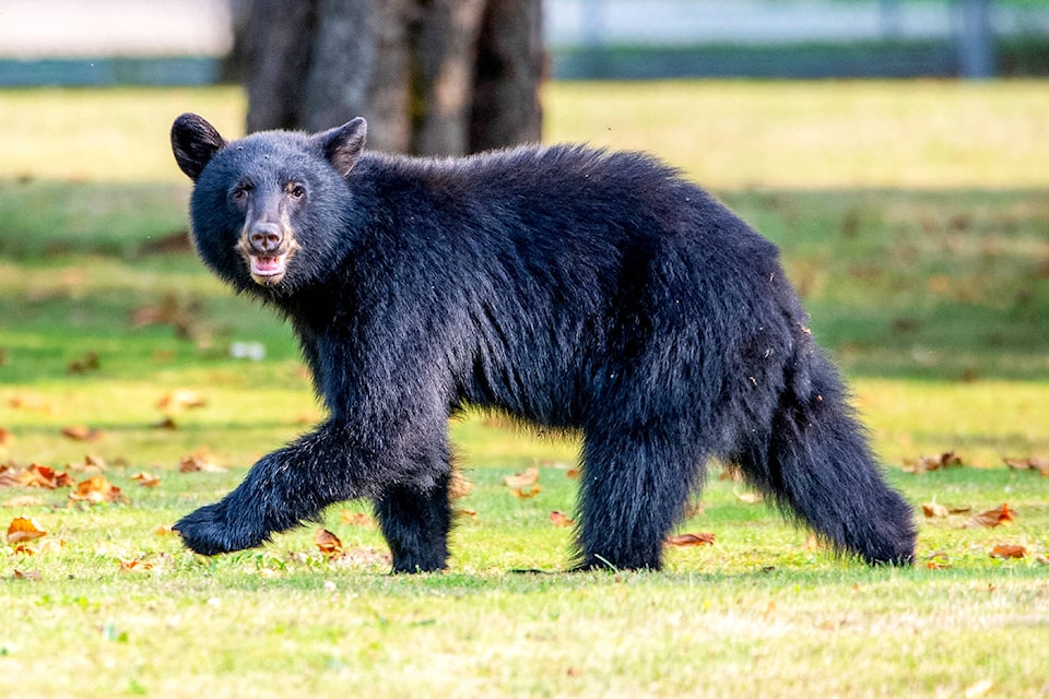 22942706_web1_copy_201001-CPL-Bear-PRTC-Chilliwack_4