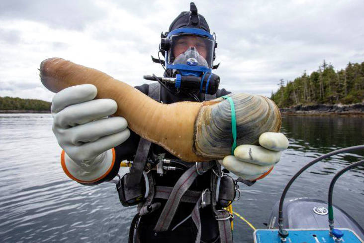 A diver presents a geoduck clam for the camera during harvest off the coast of British Columbia. (Maxwell Hohn photo)