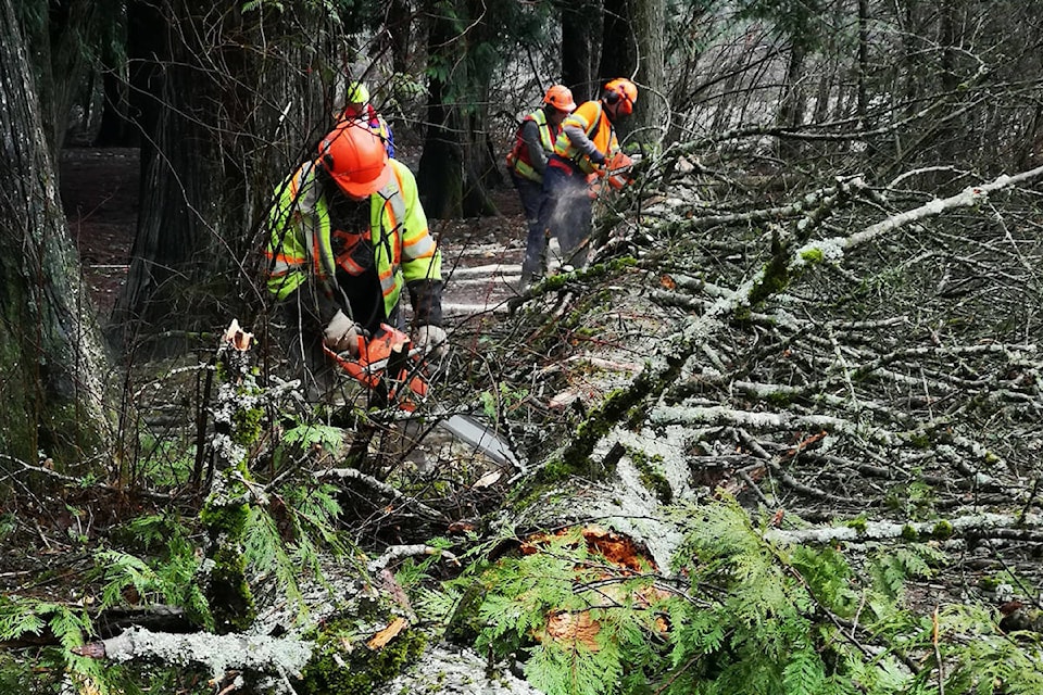 A group of volunteers works to clear more than 80 trees from the Rotary Nature Trail in Hope. The fir trees were considered in danger of falling on someone, and they are being replaced with 300 cedar trees. (Photo/Victor Smith)