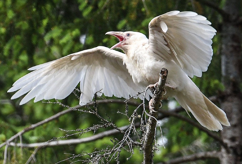 25474492_web1_210616-PQN-White-Raven-Parents-whiteraven_1