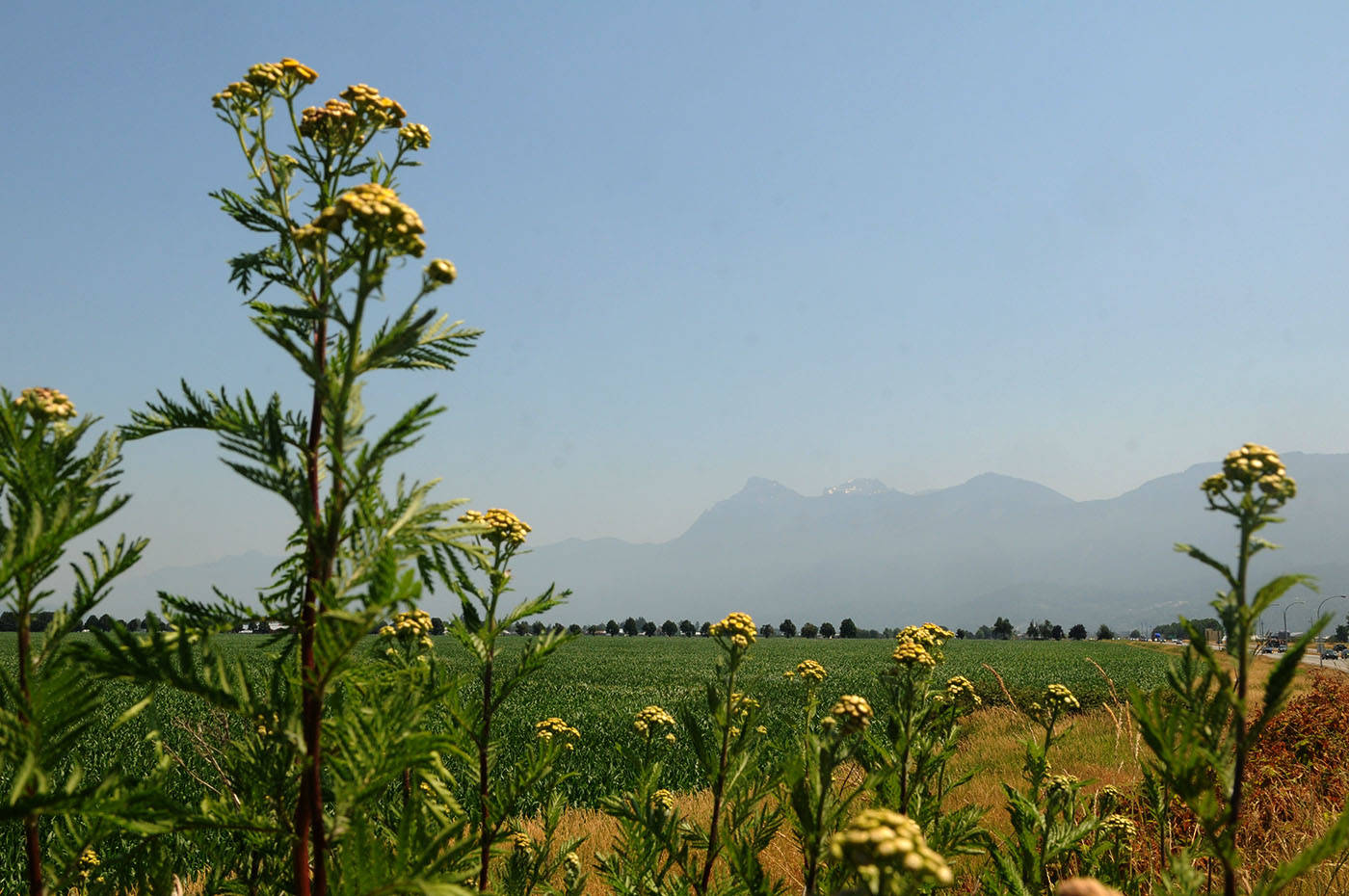 A view of Mt. Cheam looking east from Prest Road on Tuesday, July 6, 2021. (Jenna Hauck/ Chilliwack Progress)