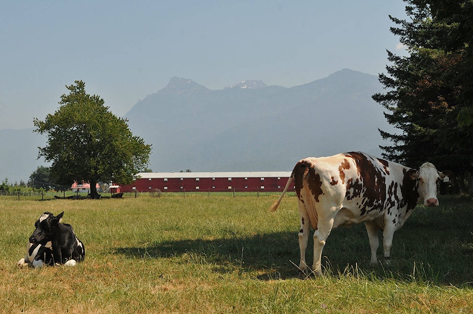 25733091_web1_210706-CPL-Preparing-for-Wildfire-Smoke-Chilliwack_5