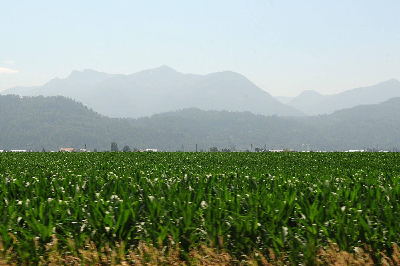 A view of Mt. Cheam looking east from Prest Road on Tuesday, July 6, 2021. (Jenna Hauck/ Chilliwack Progress)