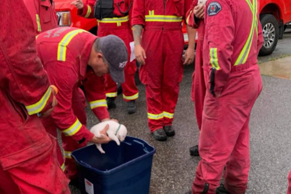 Firefighters cuddle puppies in West Kelowna. (Facebook)