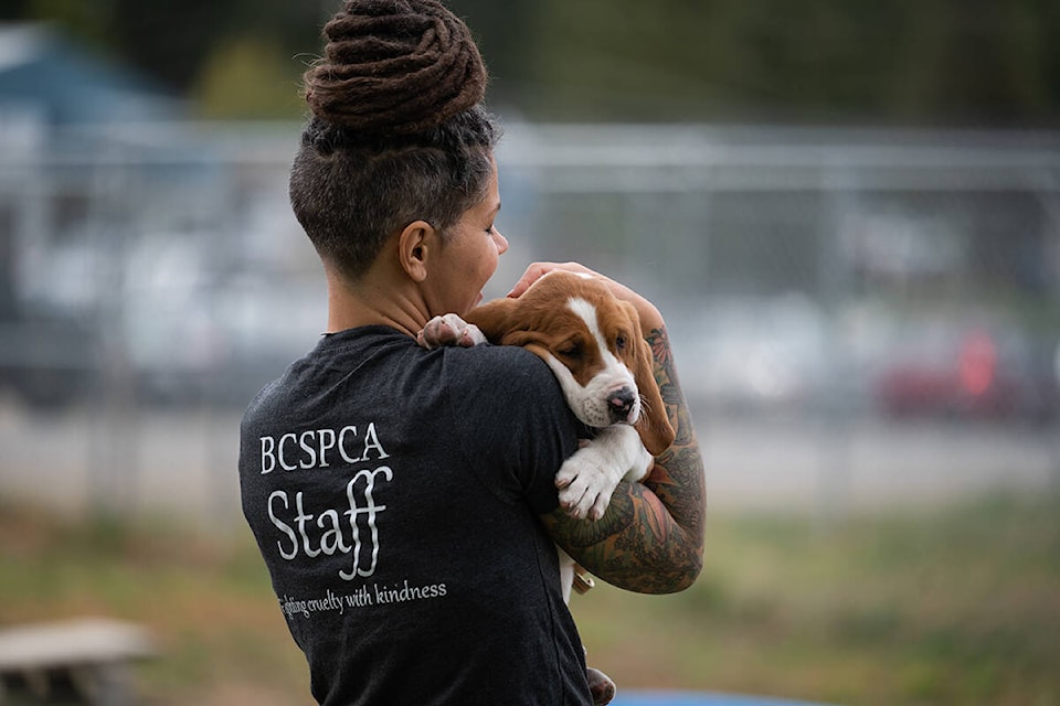 26623201_web1_staff-holding-puppy-spca