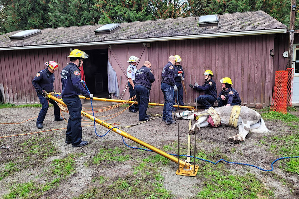 First responders attempting a horse rescue in Maple Ridge. (Neil Corbett/The NEWS)