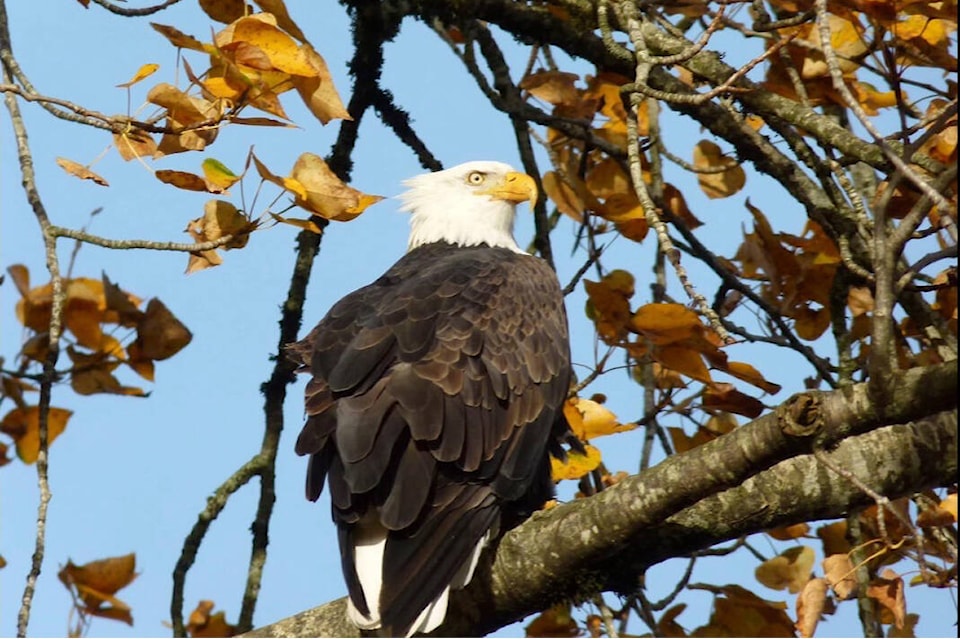 27137940_web1_211112-AHO-Eagle-Season-Laura-Tunbridge_1