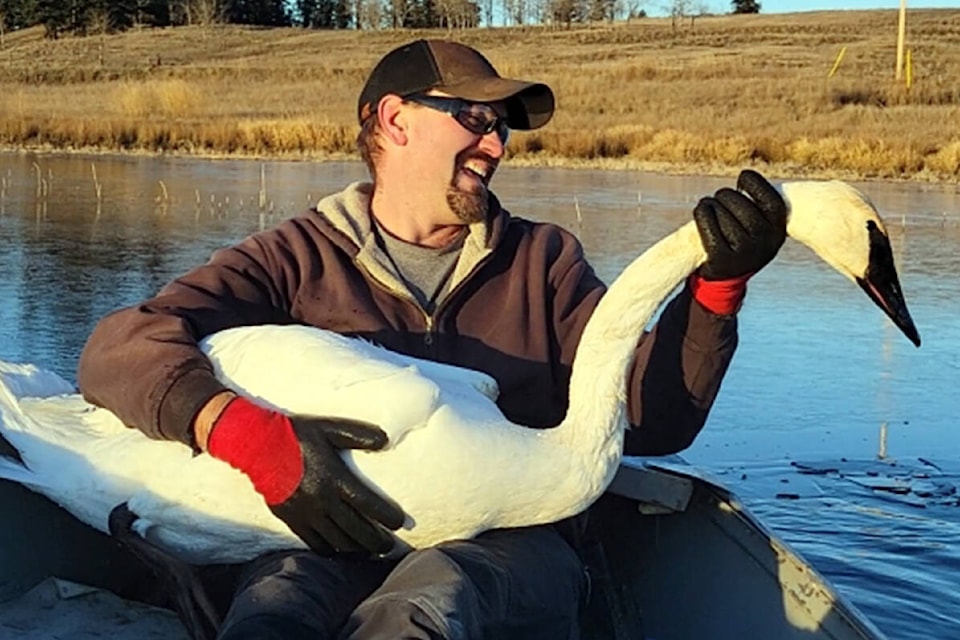 Von Rywaczuk laughs as he cradles Halo the Swan in his arms after rescuing her from Elliot Lake. (Photo submitted)