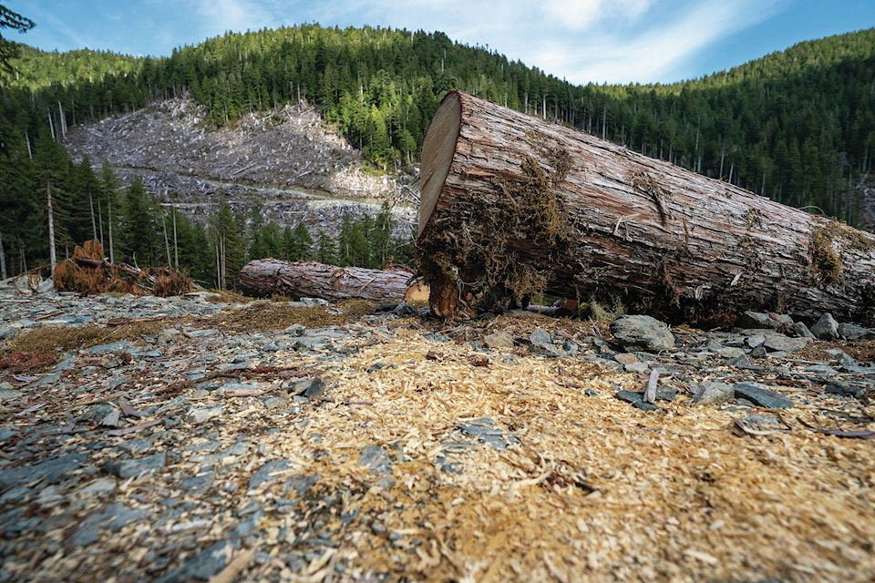 27191534_web1_211103-RDA-Canada-Old-Growth-Logging_1