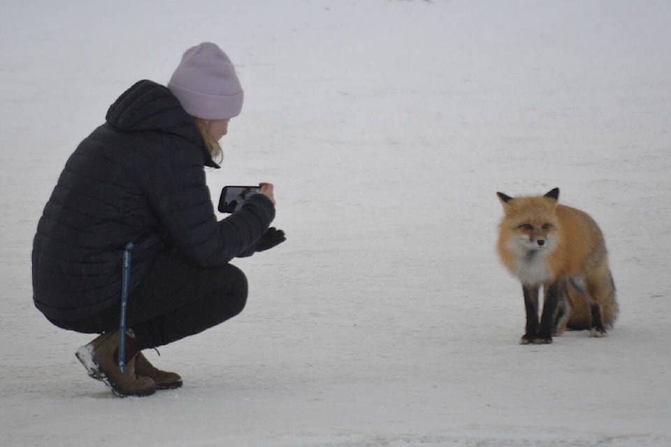 A person kneels down to grab a photo of the fox in downtown Quesnel on Tuesday, Dec. 28. (Rebecca Dyok photo)