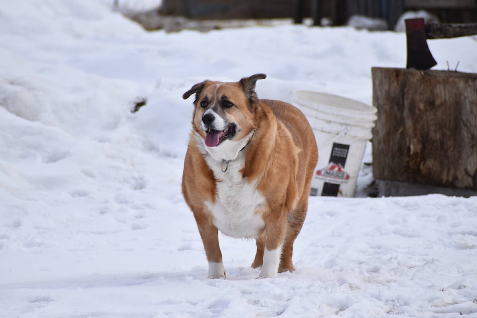 Dolly has already lost at least 20 pounds after arriving last October to Crooked Leg Ranch. (Rebecca Dyok photo — Quesnel Cariboo Observer)