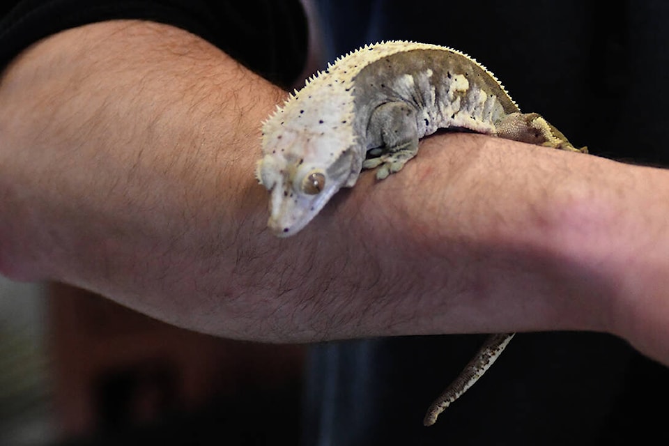 The BC Reptile Club’s Spring Expo is April 23 and 24 at Abbotsford Exhibition Park. (John Morrow/ Abbotsford News)