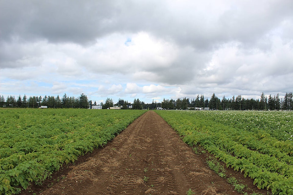 Heppell’s Potato Farm land slated for industrial development is located on 38 Ave and 192 Street. (Sobia Moman photo)