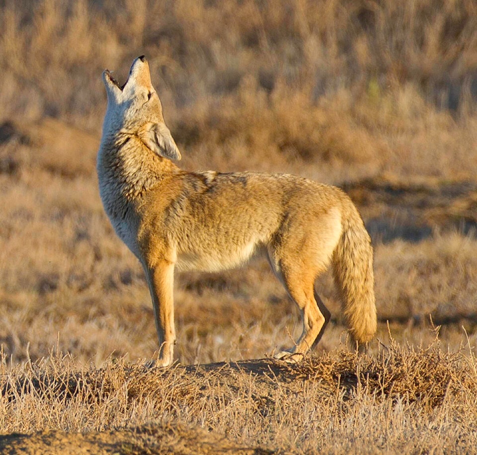 29792826_web1_220716-LAT-DF-Second-coyote-attack-file_2