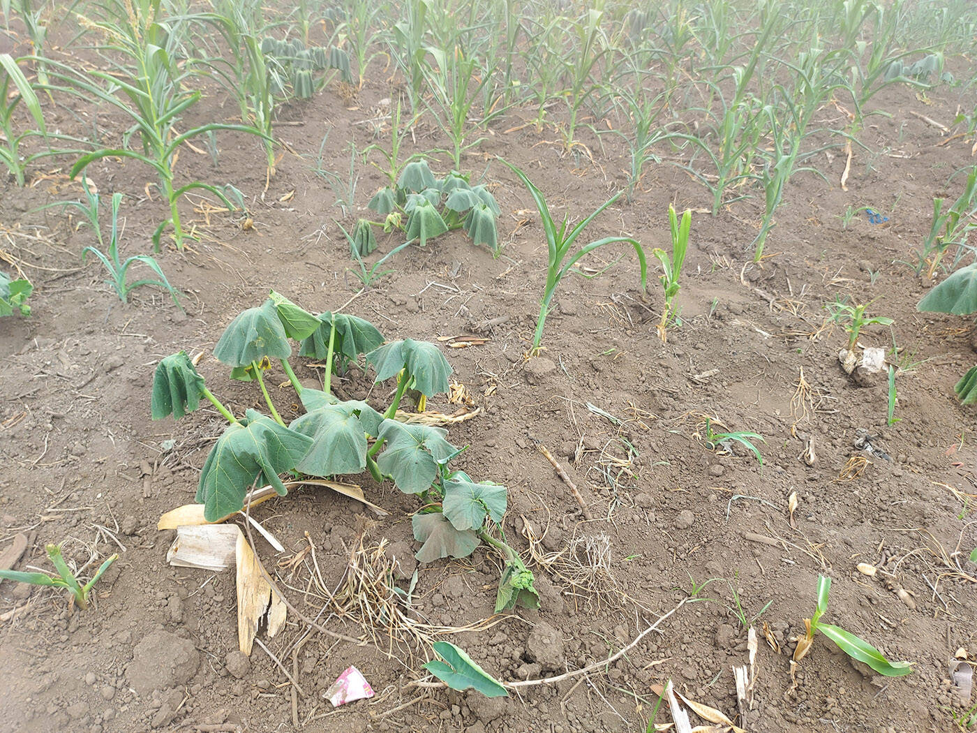 Crops in Ethiopia in July. Drought has brought stunted growth for years and Canadian Foodgrains Bank is helping those farmers build climate-resilient food systems. (Canadian Foodgrains Bank)