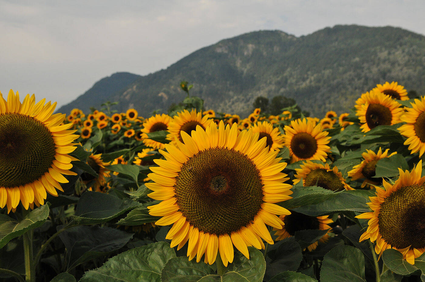 The 2022 Chilliwack Sunflower Festival. (Jenna Hauck/ Chilliwack Progress file)