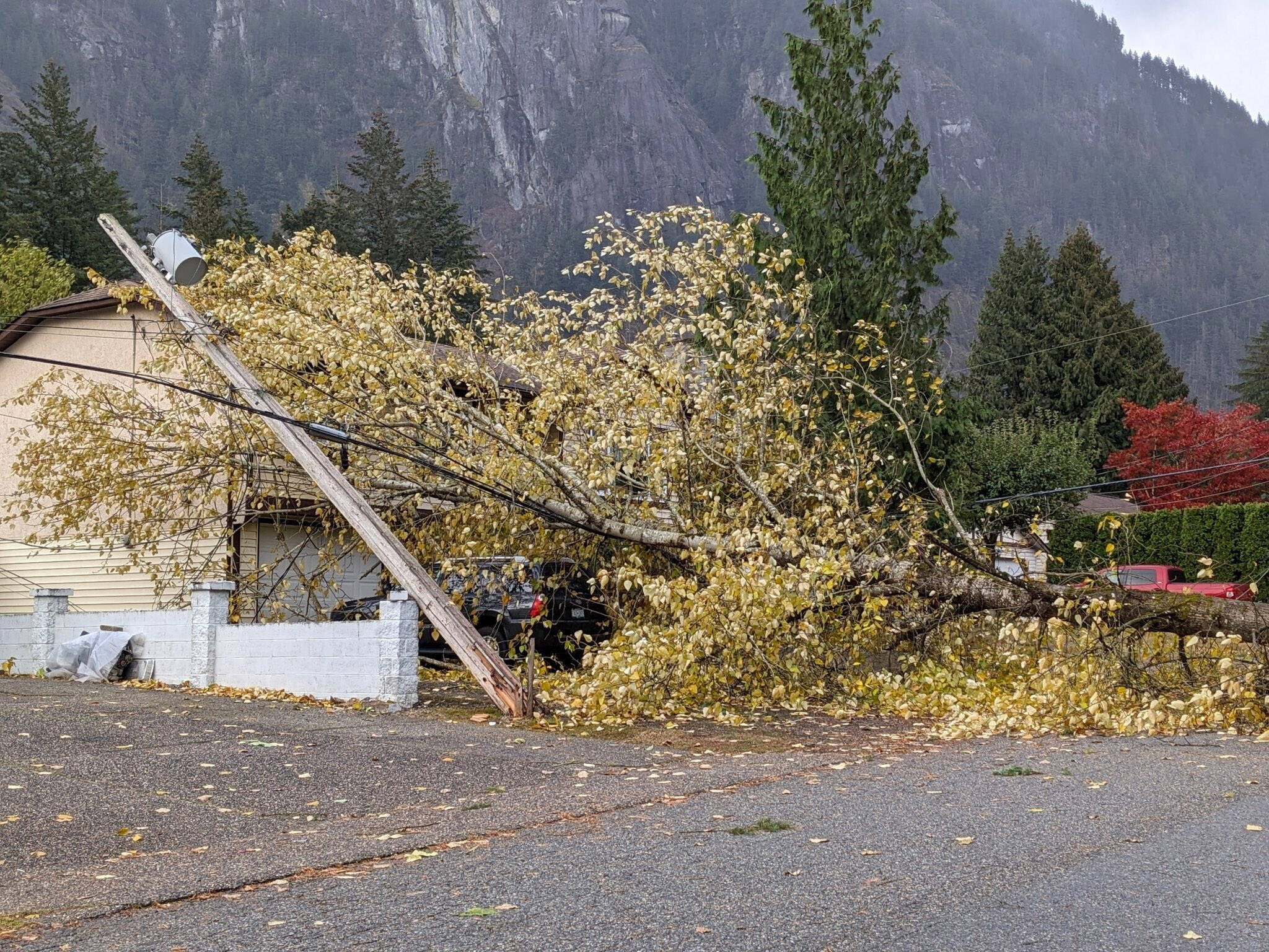 A tree came down across Silverview Road in Hope, taking power lines with it during the windstorm that tore through the Eastern Fraser Valley and other areas of the province on Friday, Nov. 4, 2022. (Pattie Desjardins/ Hope Standard)