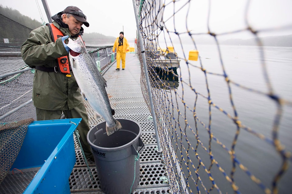 31053252_web1_221117-CPW-LJI-BC-FishFarm-Closures-salmon_1