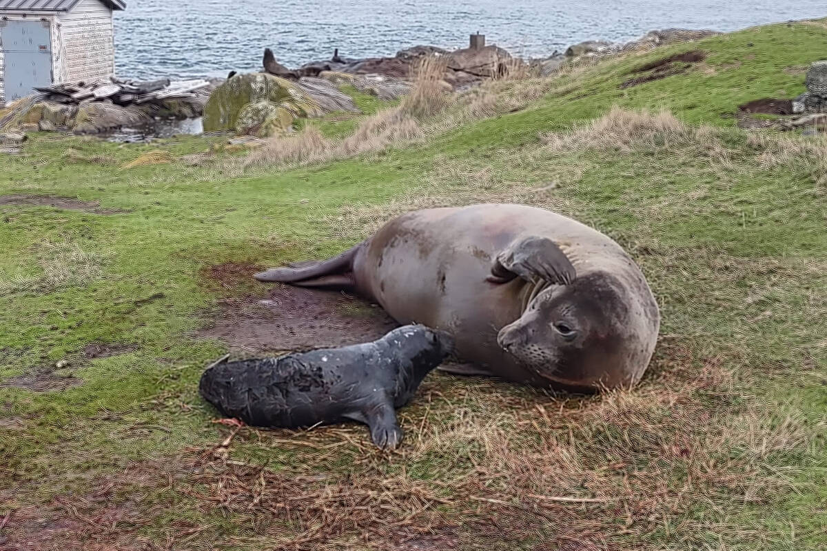 31598673_web1_230117-GNG-Elephant-seal-vid-video_1