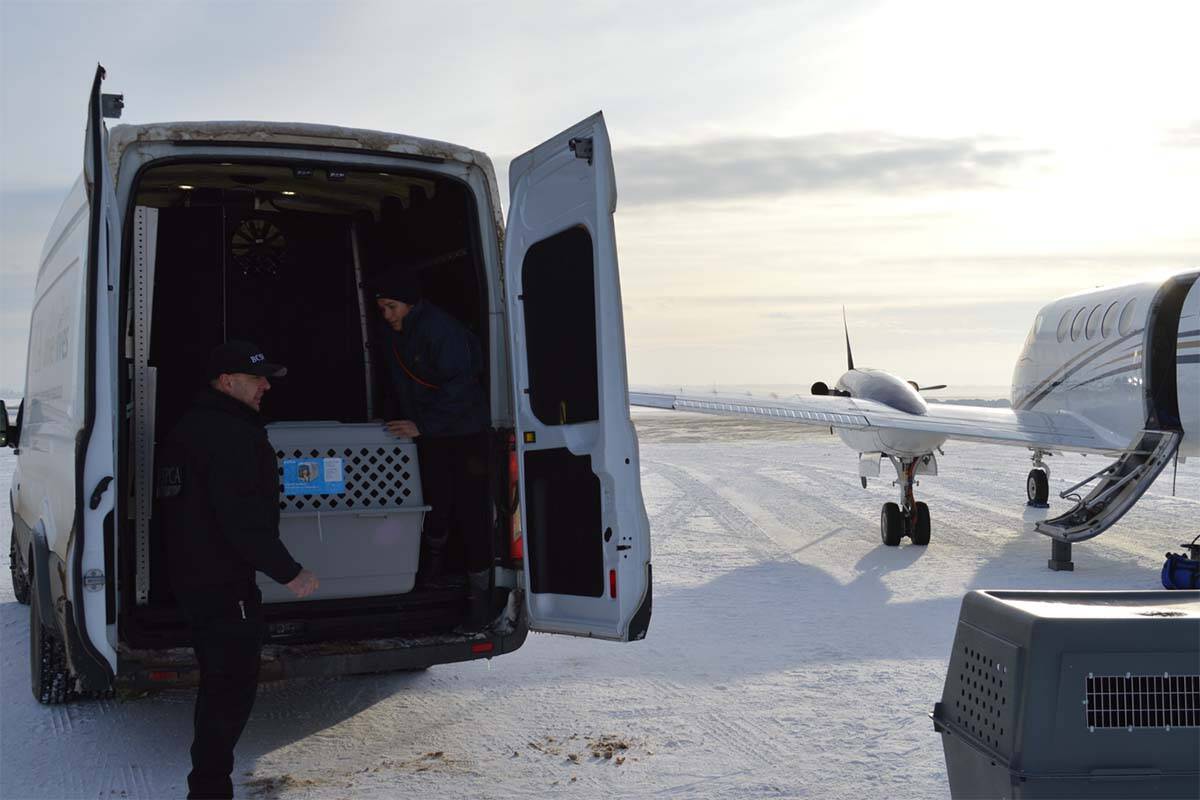 BC SPCA officers rescued ten malamute huskies off a rural property in northeastern B.C. after their owner was hospitalized in Alberta. (Photo courtesy of BC SPCA)