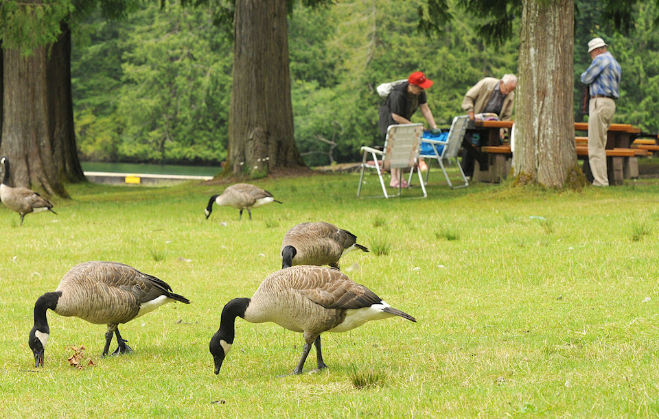 32083031_web1_230309-CPL-Cultus-Geese-Cultus2012file_1