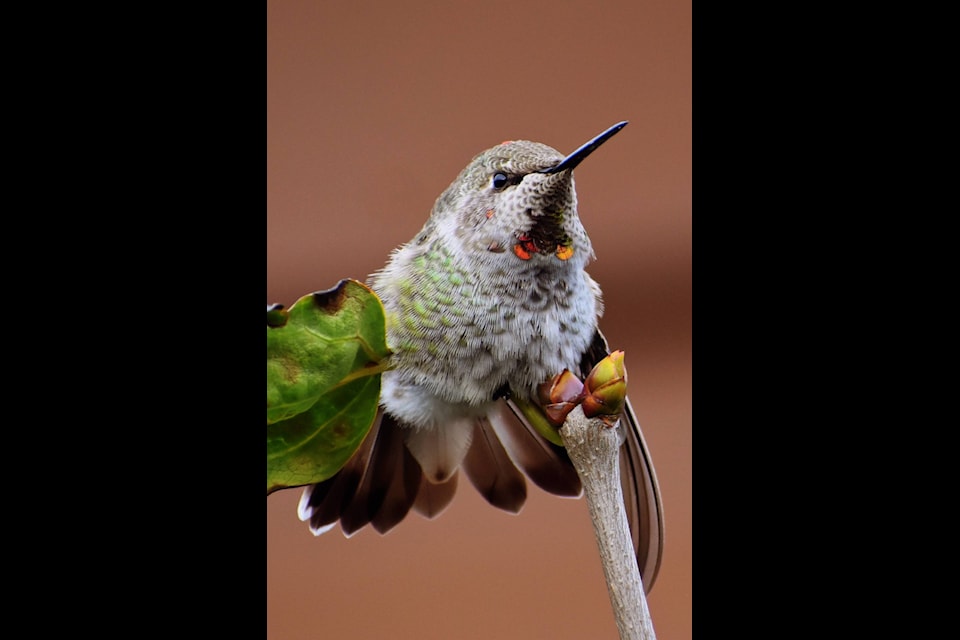 An Anna’s Hummingbird. (Christyn Rumble)