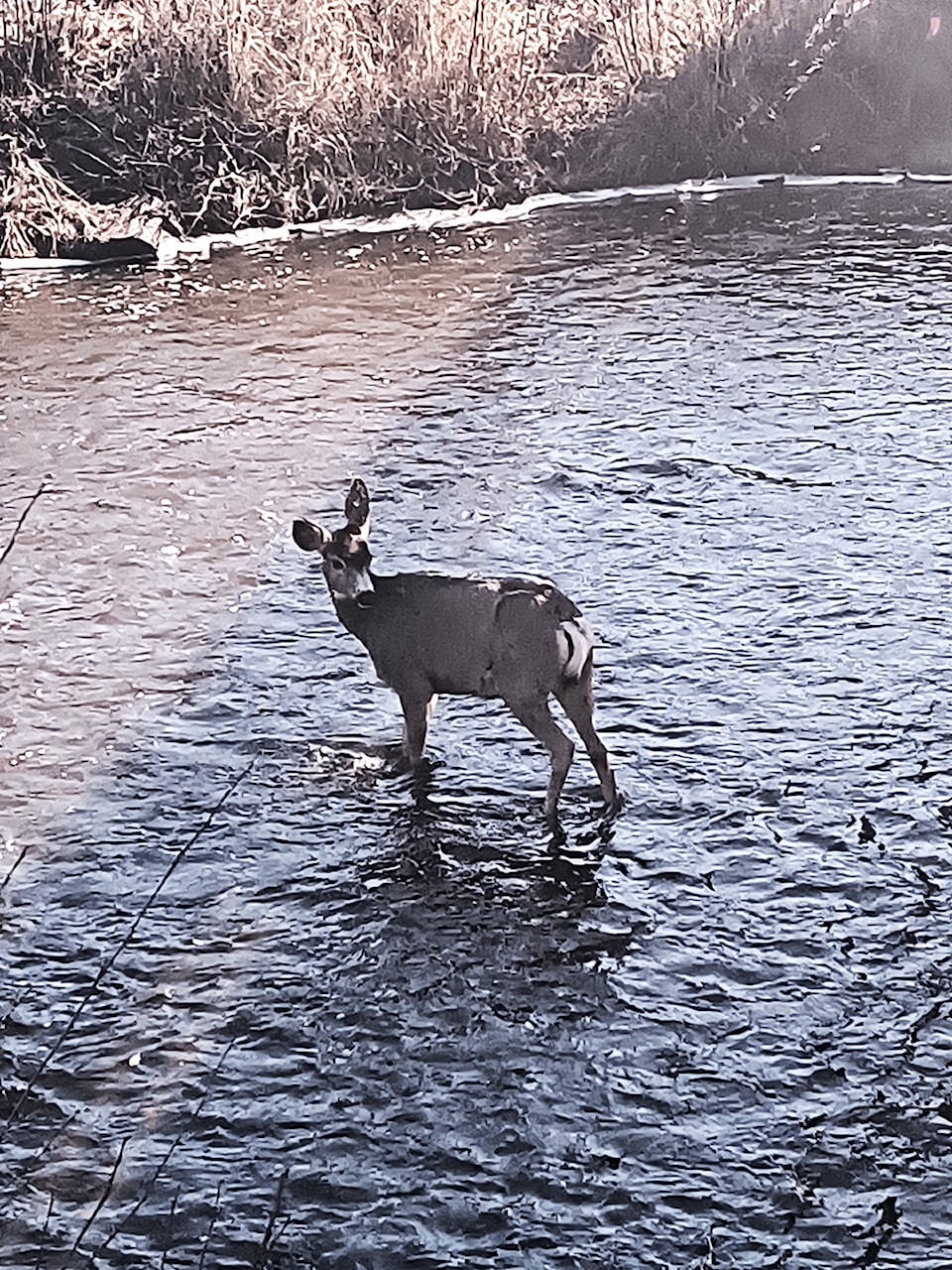 250423-hto-standalone-deer-stroll