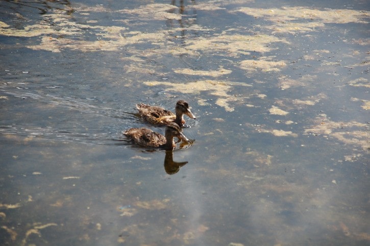 16446houstonducks