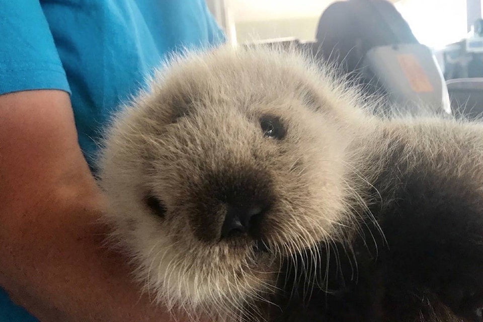 web1_170628-BPD-M-Sea-otter-pup-2017