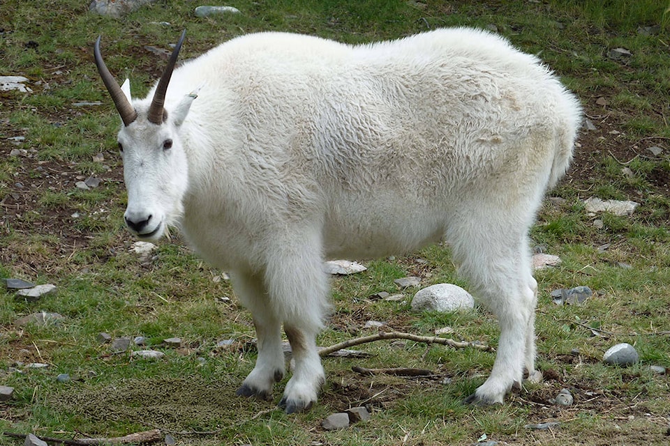 10568326_web1_Mountain-goat-THUMB