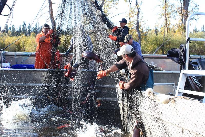 13087089_web1_Talok-fisheries_selective-fisheries_sockeye_-Lake-Babine-Nation_Credit-Greg-Taylor