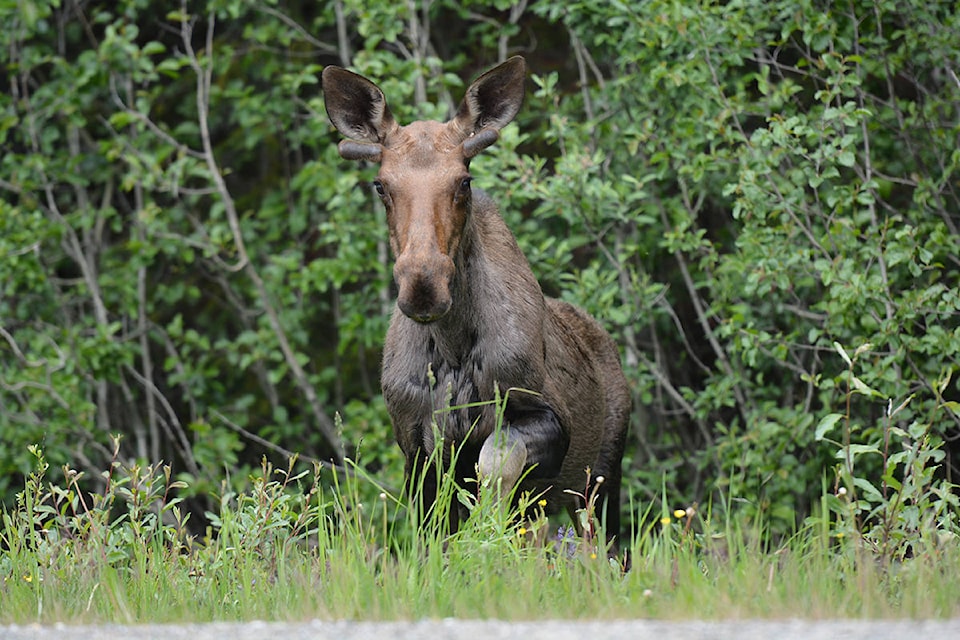 13645098_web1_180706-QCO-moose-hunt-cariboo_1