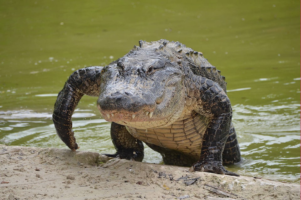 17125204_web1_Alligator_Florida