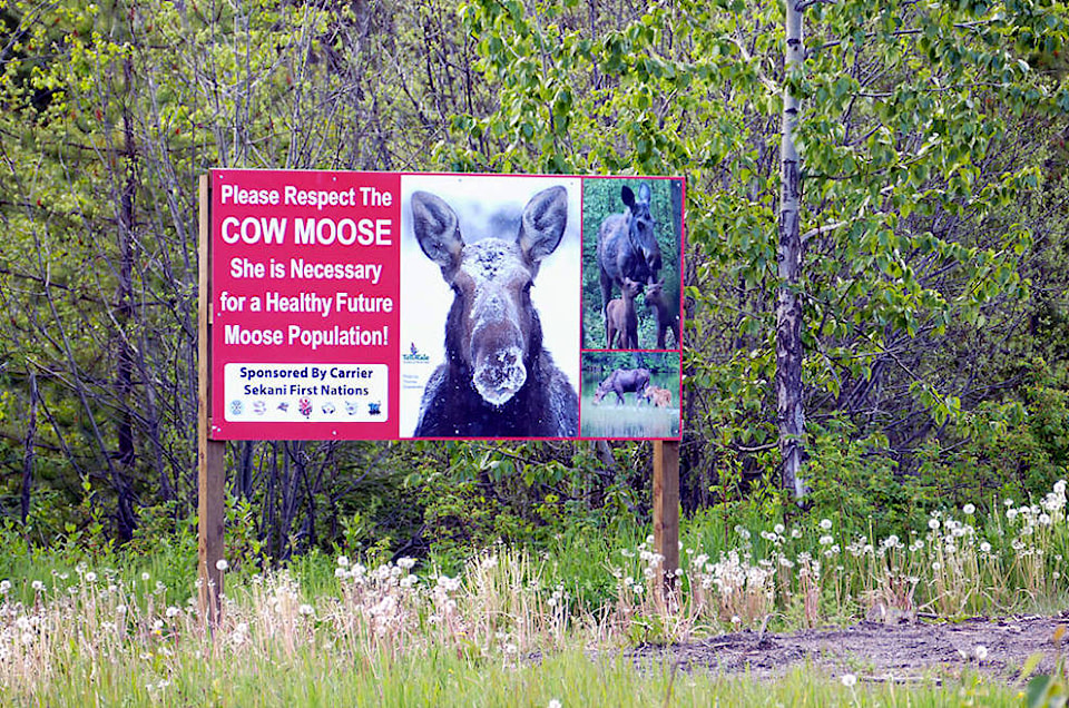 22417550_web1_200819-HTO-MooseCull-moose_1
