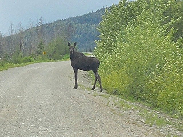 25460673_web1_210616-HTO-Cow.Moose.Follow-moose_1