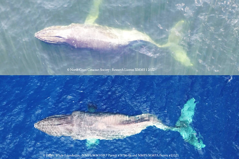 31252864_web1_221215-PRU-humpback-whale-injury-Prince-Rupert-Hawaii-Moon-BC-Hawaii_1