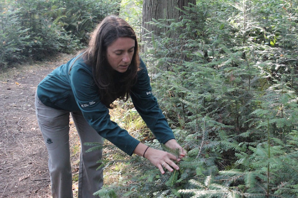 Forest ecologist Becky Miller showing the flammability of a grand fur tree. (Ella Matte/News Staff)
