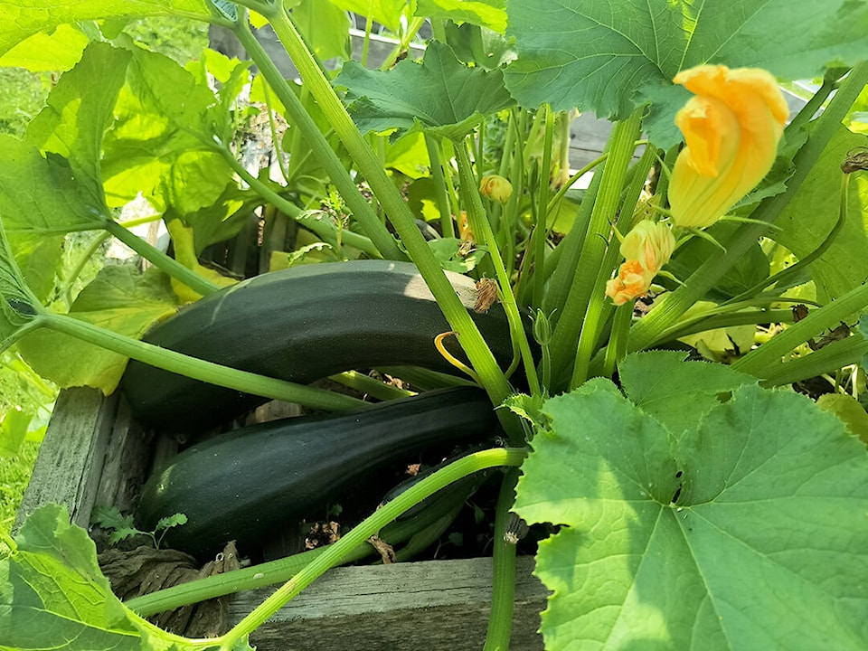 33755421_web1_230906HTOCommunity.Garden.Bounty._2