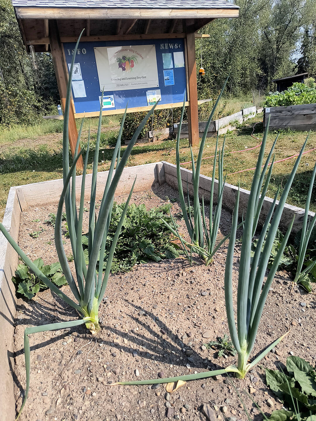 33755421_web1_230906HTOCommunity.Garden.Bounty._3
