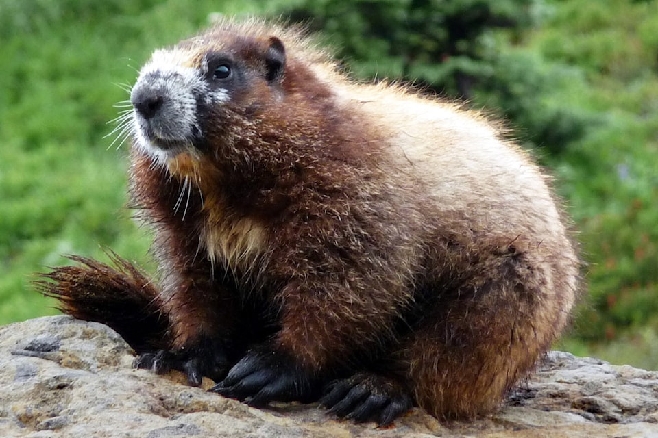hoary_marmot_rainier_2008