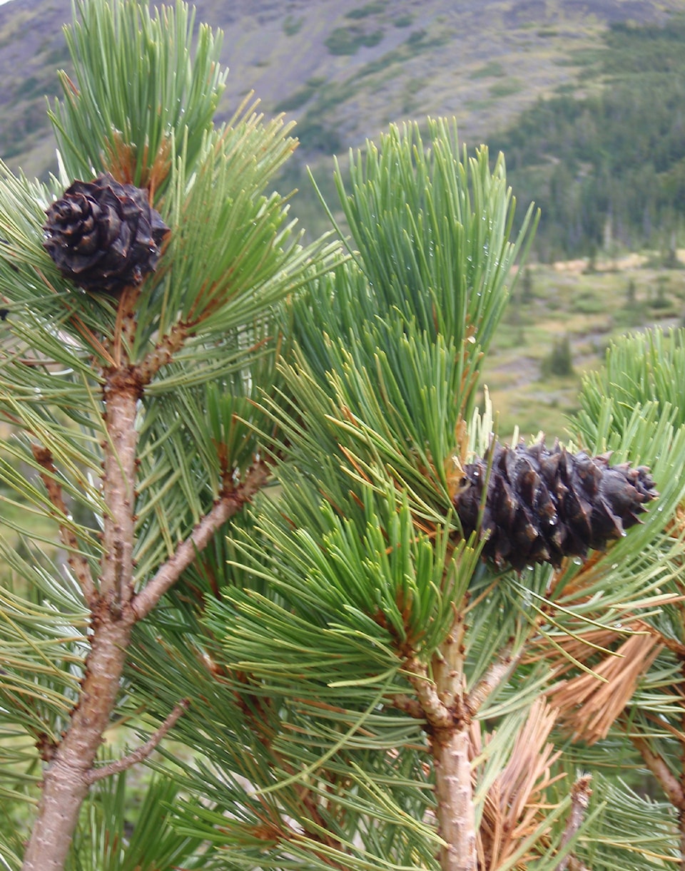 pine