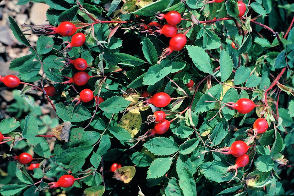 Prickly rose (Rosa acicularis).