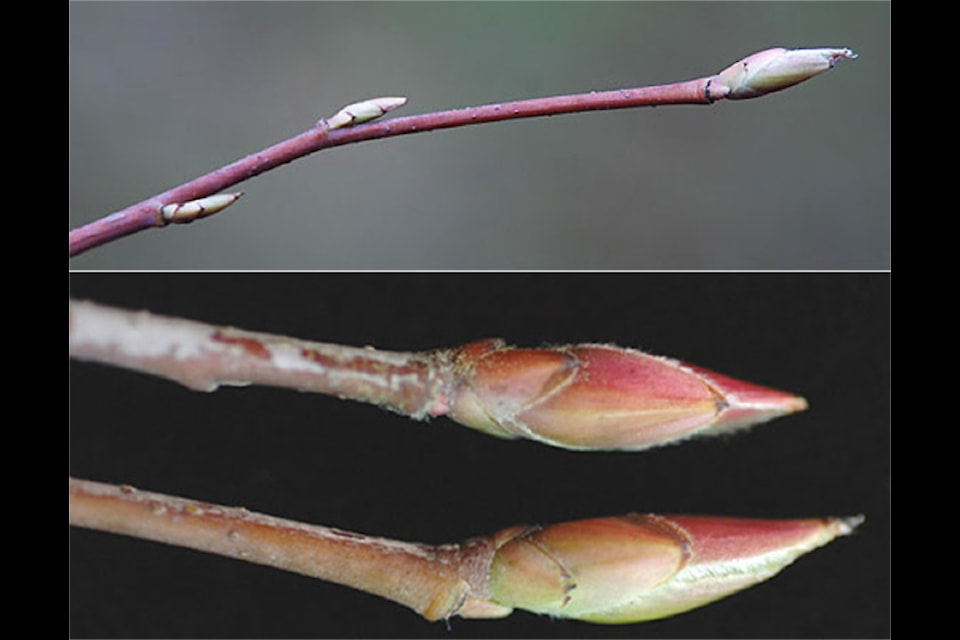 This Saskatoon Berry twig is a good example of a bush that has alternating buds. (Wikimedia Commons)