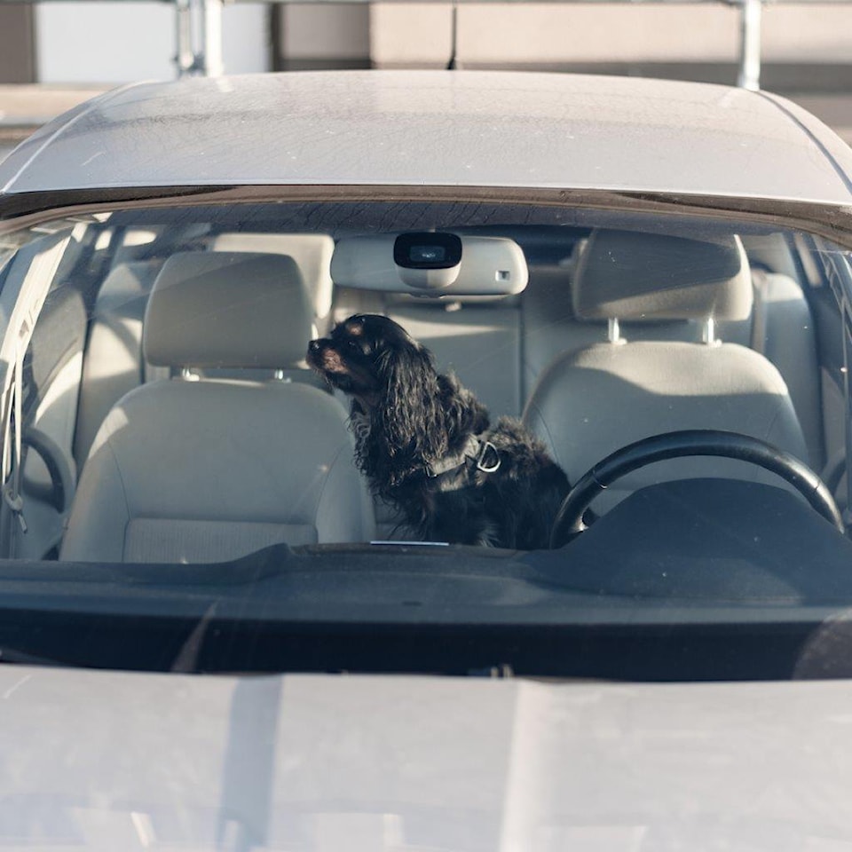 dog-in-car