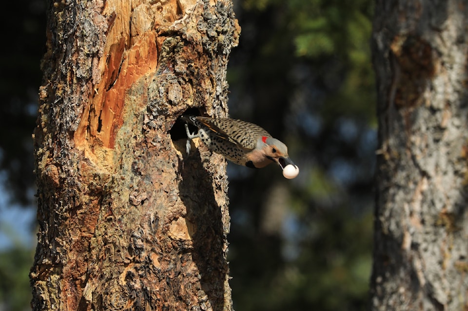 flicker