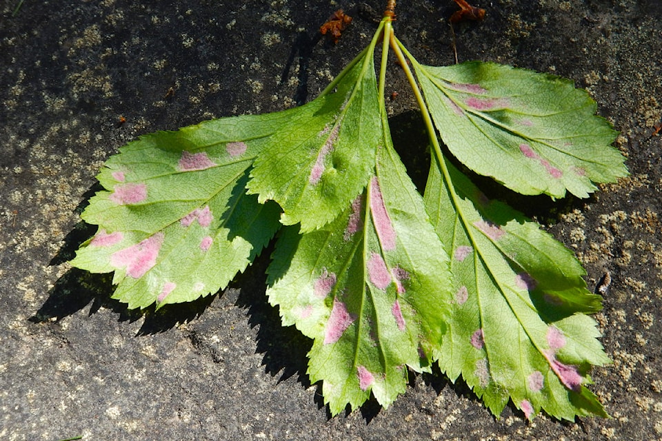 crataegus-douglasii-infected-leaves_jimpojar